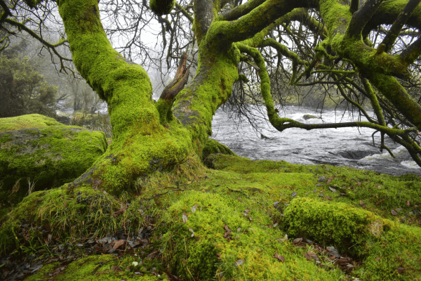 A mossy willow bends over a river in the mist.