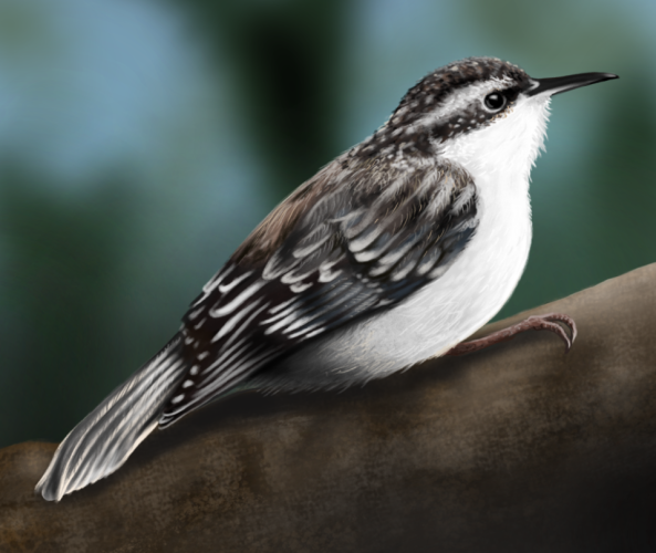Realistic drawing of a bird sitting on thick tree branch. The bird has white belly and brown-grey back, wings, tail and head with white spots. It is turned to right side of the picture.