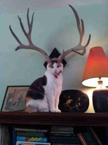 A cat that looks like it's wearing antlers.