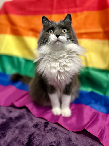 A fluffy grey and white kitty sitting tall with a rainbow flag in the background. She is sitting on the blue and purple stripes. Her ears are perky and pointed up, and her giant white ruff is a contrast to the colorful flag behind her.