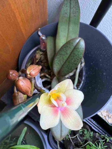 Orchid viewed from above. The flower is a light yellow with pink and orangish yellow accents. The leaves are green with some purple spots. 