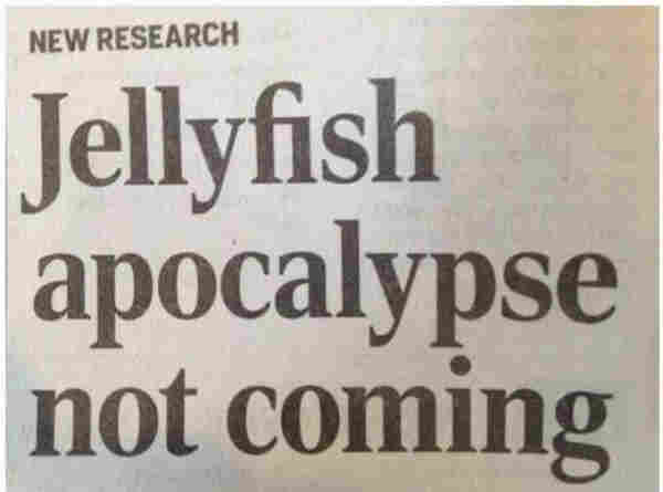 Headline: New research. Jellyfish apocalypse not coming
