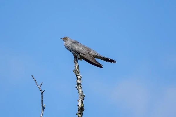 Photo of a male cuckoo of top of a (bare) tree. 