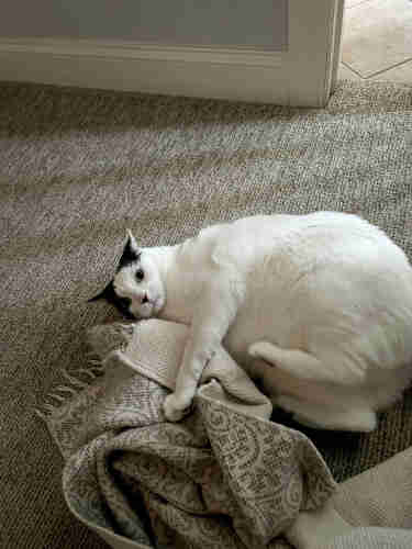 An angry white cat with black markings on its head lying on a beige carpet, clutching a crumpled throw blanket.
