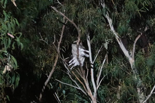 Blurry torch-lit photograph of the undersides of six birds. The three closest are facing left with their tails sticking out to the right below a branch. The other three are facing the other way.