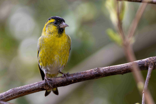 A photo of a male Eurasian Siskin on a branch. It is a very yellow and finch-like bird with a black cap on its head and a black spot below its beak. You can only see the bird‘s front. 
