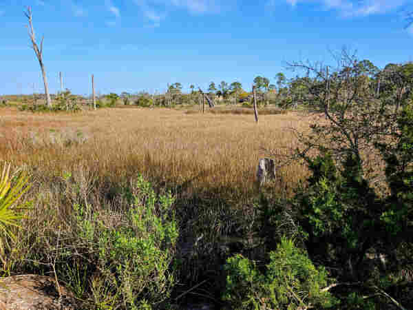 Looking out across a vast marsh land of brown marsh reeds surrounded by lush green trees and plants beneath a blue sky.