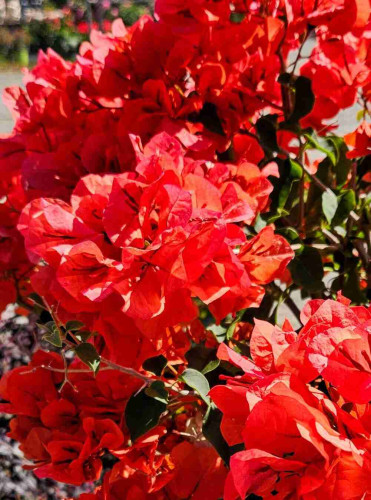 Close up of a large cluster of small red flowers covering a small bush.