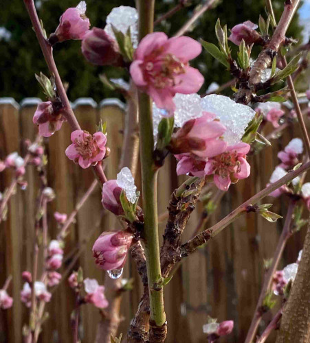 A peach tree full of pink blossoms. Snow and ice on flowers. 