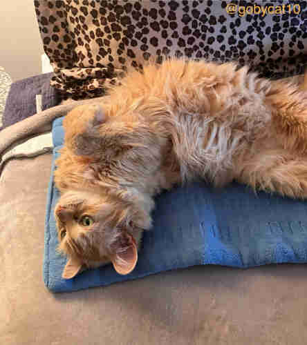 Goby, a fluffy ginger cat, lying belly up on a light blue heating pad on top of a beige velour blanket. In the background is a pillow with a leopard print pillowcase. 