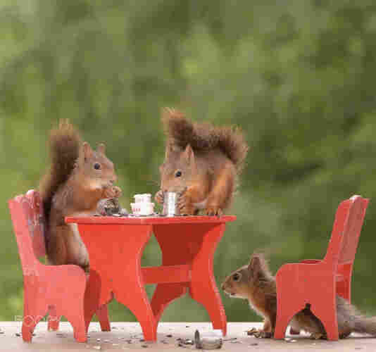 picture 2 squirrels & a set of squirrel sized table & 2 chairs painted red.
The squirrels appear to be having a tea party.