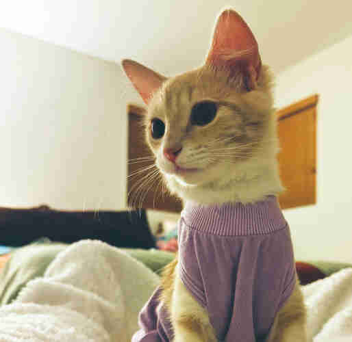 A six-month-old cream-ginger kitten in a purple jumper. She isn't looking directly at the camera. She appears to be on a fleecy blanket.