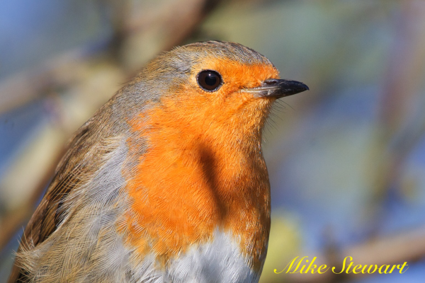 A close shot of a Robin showing it’s bright red colour
