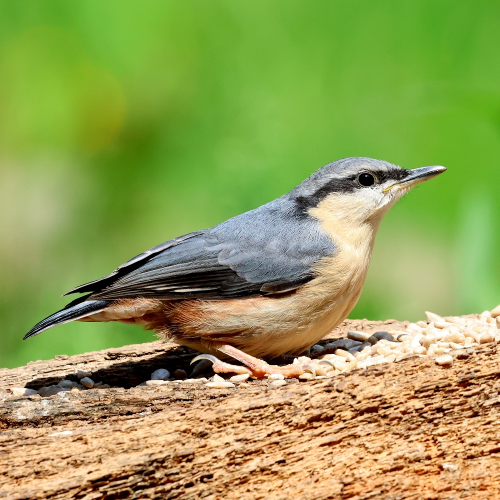 A juvenile Nuthatch, perched on a decaying branch where lots of Sunflower seeds (hearts) have been placed. The Nuthatch is see side-on here, facing towards the right. The feathers of top of his or her head, the nape, the back, most of the wings and the centre of the tail are a bluish-grey colour; the outer tail feather and some of the wing feathers are black. A thick black stripe runs from the base of the beak to the eye (also black), and from the eye to the shoulder. The underparts are of a pale pinkish-brown colour, and the short legs, and feet, are pink. The beak, grey above and yellowish below, is shorter than that of an adult, with hints of the juvenile's yellow gape; there is a whitish patch around the base of the beak, below the eye and the first part of the eye stripe.
