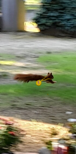 picture a red squirrel dashing across a lawn, a yellow medallion arond his neck reads “MAJ1”
