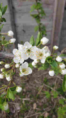 Apple blossoms in a Montreal alley