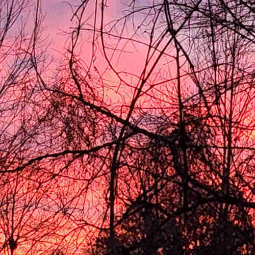 Dawn on March 8. Orange, pink, red, and blue sky and dark tree branches. Looks like another glitch in the simulation we call reality.