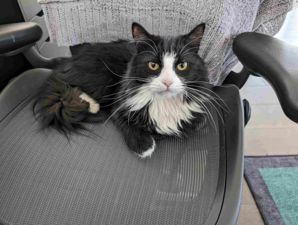 Tuxedo cat with an angry facial expression lays on a chair
