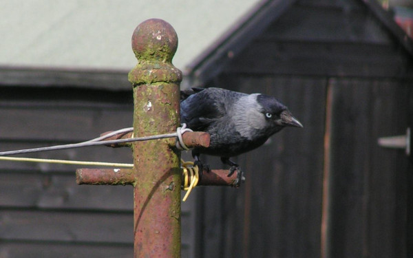Medium close up of a Jackdaw perched on the rusted cross bar of an old iron clothes line post. The jackdaw is crouched with beak pointing to the right along with his sleek black and grey body. His steely eye, white grey eye and black dot pupil suggests a formidable stance