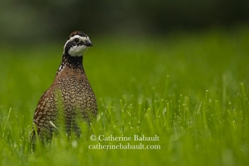 A small grouse in green grass. It looks at the camera, not sure what to make of it.