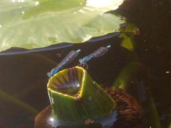 2 blue damselflies, resting on edge of water lily bulb