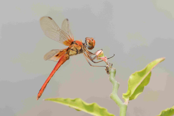 Rare basker (Urothemis abbotti), a large orange-red skimmer dragonfly