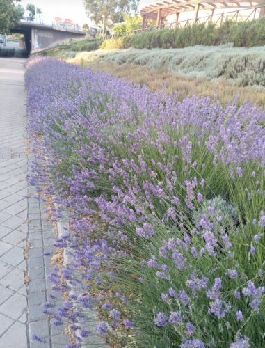 Photo of a long flowerbed full of lavender in bloom . In the background is the side of the road and a small tunnel under a bridge