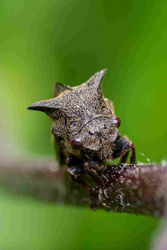 A plant hopper seen from the front, showing its weird head geometry with points out to the side.