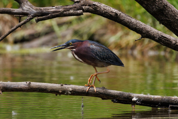 A green heron on a branch in the water with one orange foot up in the air and beak open in a little yell. They are deep green and red with white steaks on their chest. They have a bright yellow eye. Around them are lots of little white cottonwood fluffs and below them is reflective green water