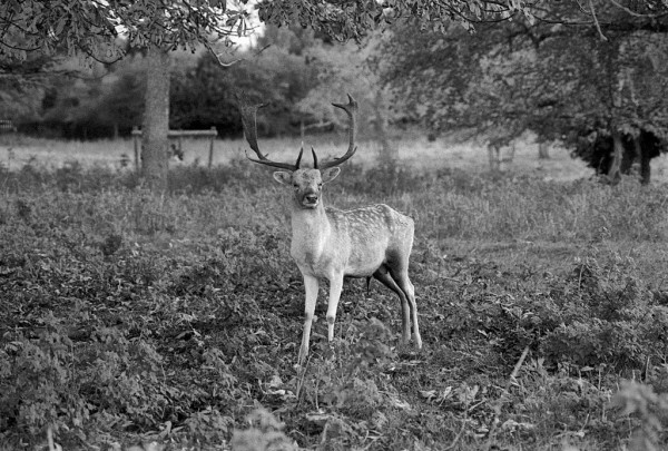 A small dappled stag with antlers stares at the viewer in a rough paddock. Black and white photo.
