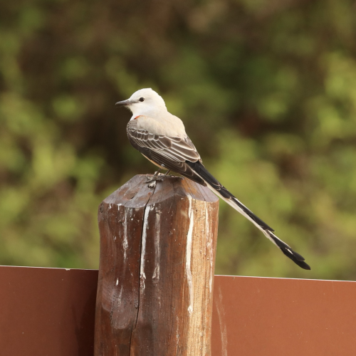 A Scissor-tailed Flycatcher perched on a post, showing a grey/white head and back, with black and white wings and (extremely long) tail, against a greenish background. 