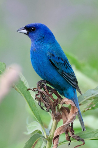 A brilliant blueberry colored bird