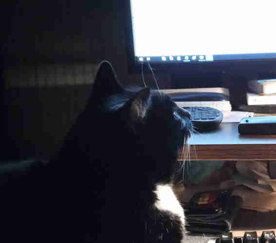 On a dark office desk, a black (tuxedo) cat, rests his chin on a wooden shelf, that supports the computer monitor. There are other objects on the shelf, remotes, mini keyboards, notepad and the lower corner of the monitor is bright at the top right. The dark on the left is his ears, silhouetted in the dark office 