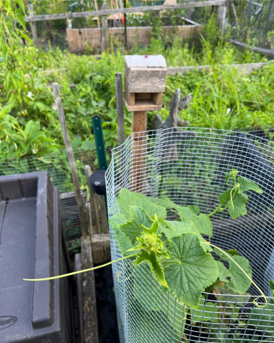 Vertical photo of the wasp house. It’s a wooden box similar to a birdhouse, except the entrance is at the bottom front, mounted on the cedar stake, and placed by the wire mesh fence of my plot. The neighboring plot is overrun by the weed—in the background.
There’s a pickling cucumber plant growing in the wire mesh cage in the foreground.