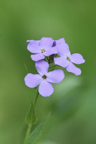 Closeup of four Dames Rocket wildflower blooms (periwinkle blue four-petalled blooms with yellowish-green centers) on a green stem with several small leaves