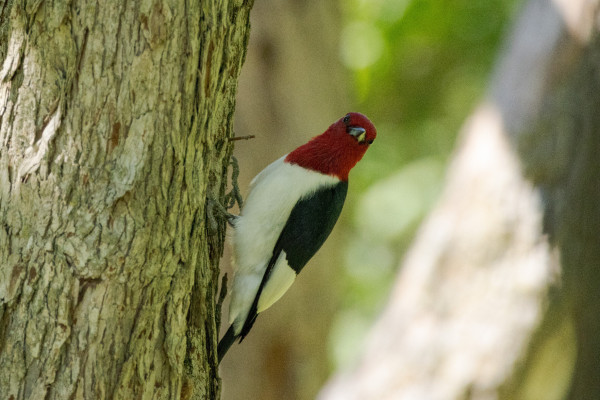 a red headed woodpecker clinging to the side of a rough barked tree while looking in the direction of the camera. the face on view makes it look like they are smiling. they have an all red head, white belly, and black wings with a white patch at the end