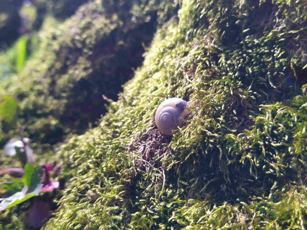A small orange-brown snail takes its rest among the thick moss growing on the steep slopes above a beech tree's roots. Sunlight filters through its translucent shell.