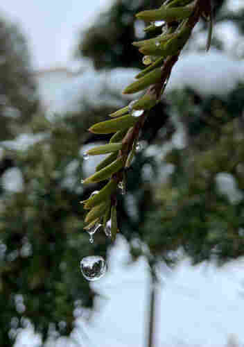 A water drop falling from a tip of a yew branch. It's exactly the moment of separation, and the falling drop is a little oblong as it bounces back to shape, and there's another minuscule drop separating at the tip. 