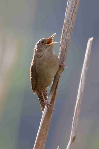 A tiny bird clinging to a thin branch tilts its head back and sings, looking like an opera star.