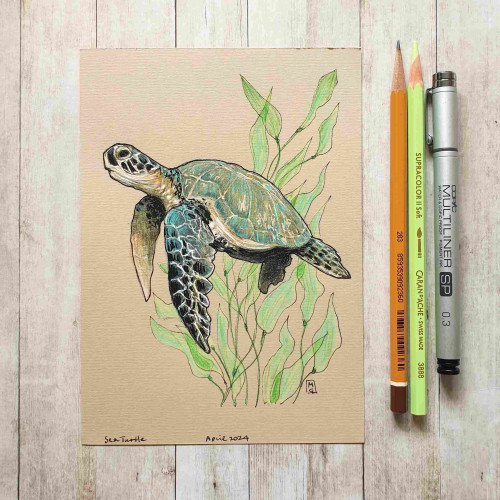 A colour drawing of a sea turtle swimming, with ocean plants in the background.  The drawing is on buff coloured paper. 