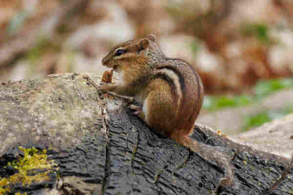an chipmunk sitting on a burnt log with a brown cicada in its hands and a funny kind of snarling/crunching expression on its face as it eats the cicada