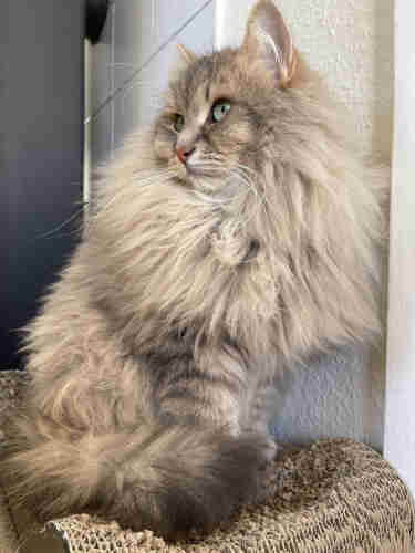 Grey Siberian cat sitting on a cardboard scratching post. He is looking to the side. His fur is very fluffy, especially his mane. His long white whiskers are so very prominent