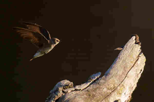 A Northern Rough-winged Swallow flying in to to land on a snag with another one.