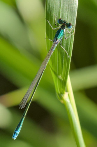 A damselfly on a blade of grass. They are black and slender with blue highlights