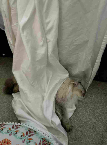A fluffy white cat either covered by or wrapped in a white sheet cascading over the edge of a mattress. Her front leg and head are to the right and her tail peeks out to the left. 