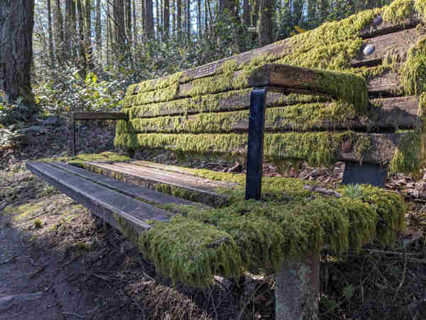 A wooden bench absolutely covered in moss, a forest in the background
