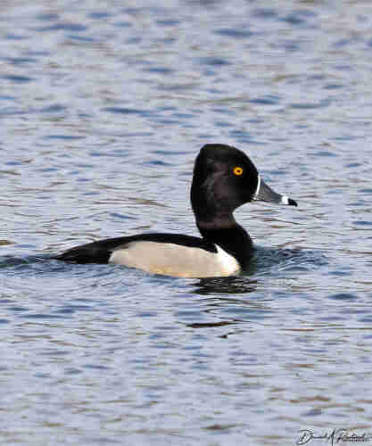 Duck with black-and-white tipped bill, dark peaked head, white sides, and golden-yellow eye, swimming on a pond