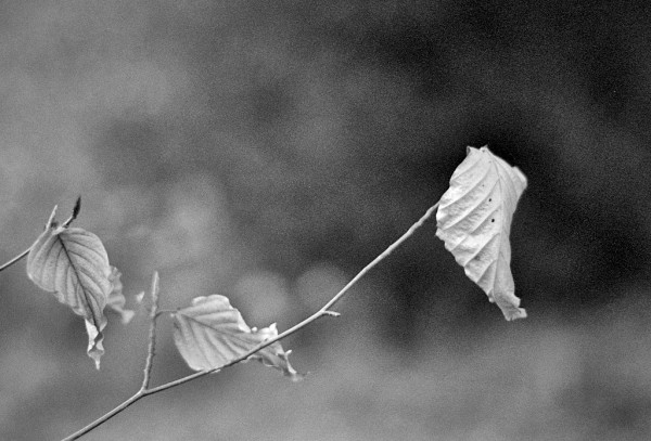 Three dead leaves cling onto twigs, silhouetted against an out of focus dark background. Black and white photo.