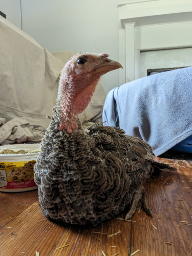 A brown patterned two and a half month old bronze or Narragansett type heritage turkey with pink head and neck and dark eyes rests on the floor, head turned sideways to look at the camera from a couple feet away on a wood floor.