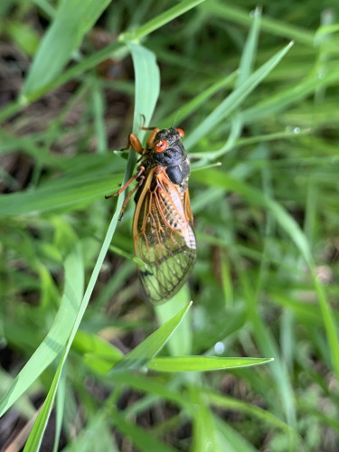 Photo of a periodical cicada on a stem of grass